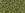 Grossiste en cc2631F - perles de rocaille Toho 11/0 semi glazed rainbow Olive (10g)